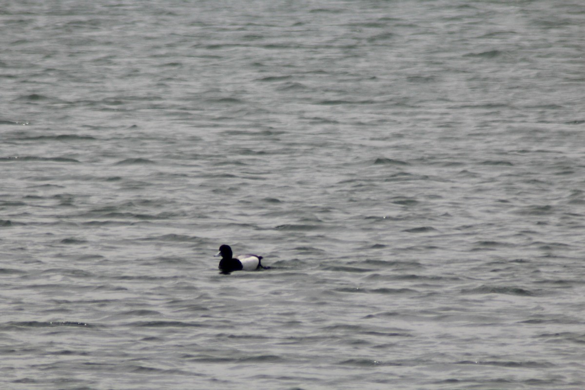 Greater Scaup - ML619337745