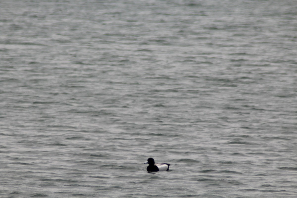Greater Scaup - ML619337746