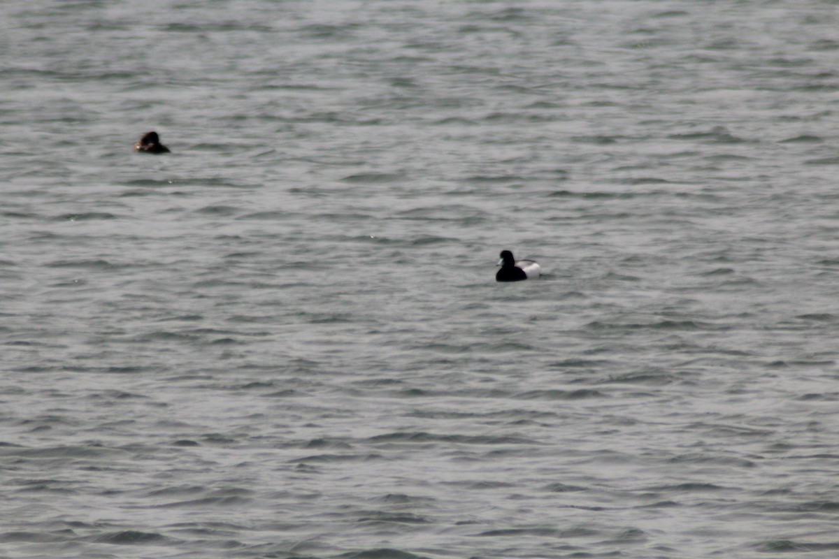 Greater Scaup - ML619337747