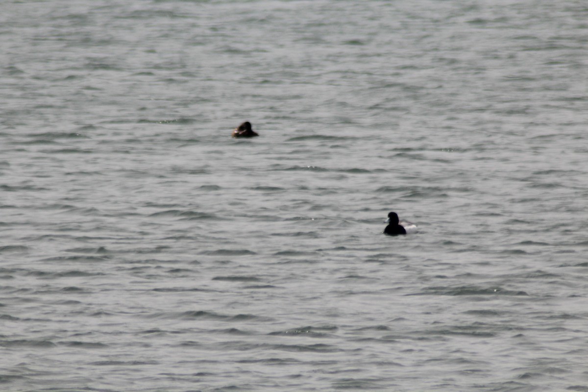Greater Scaup - ML619337748