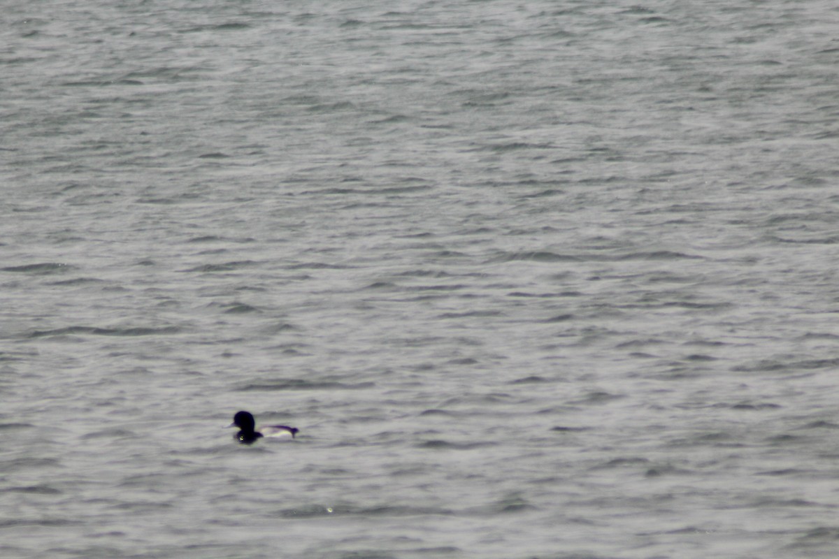 Greater Scaup - ML619337749