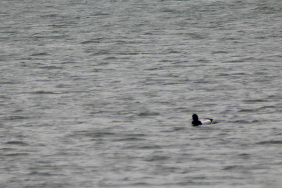 Greater Scaup - ML619337750