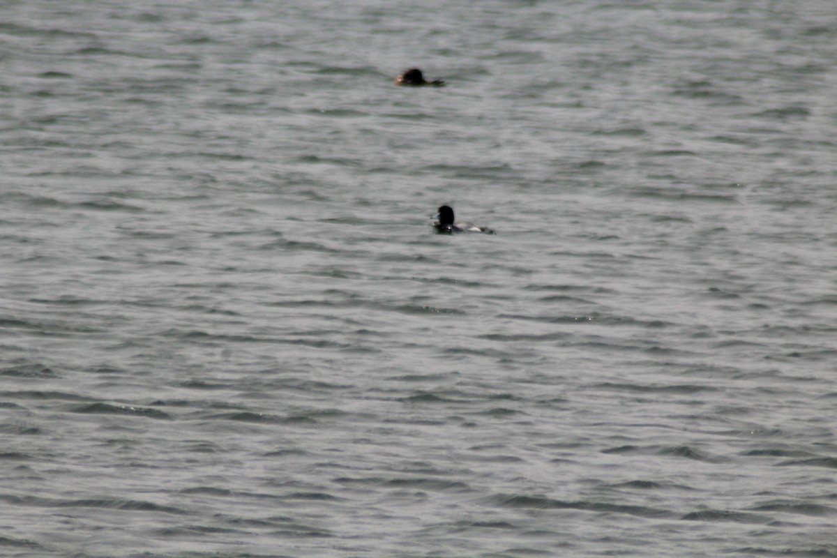 Greater Scaup - ML619337751