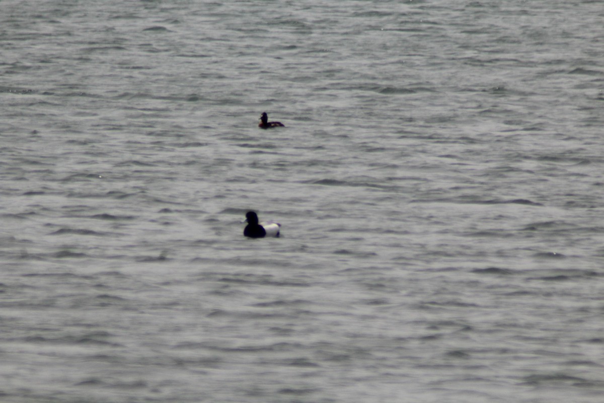 Greater Scaup - ML619337752