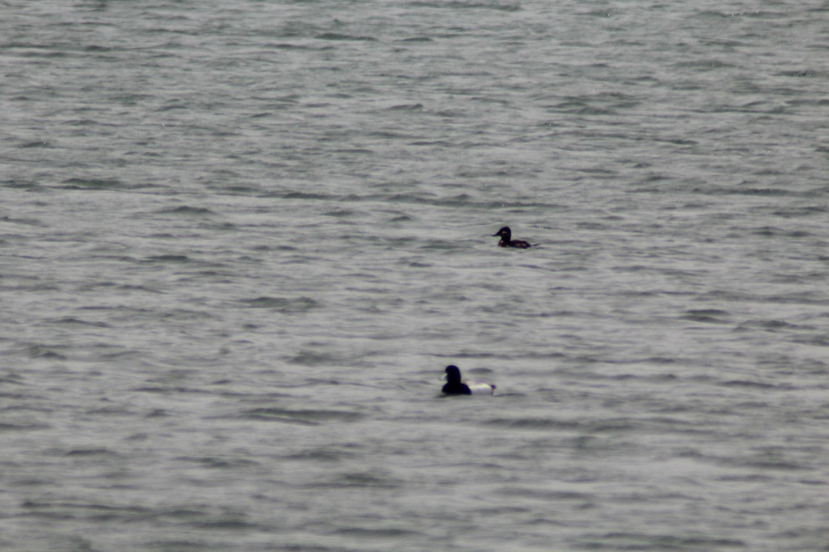 Greater Scaup - ML619337753