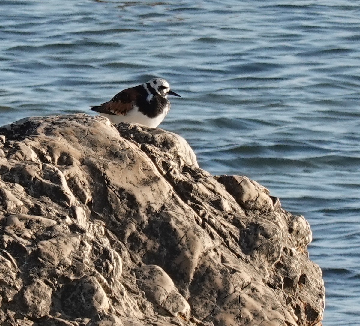 Ruddy Turnstone - ML619337762
