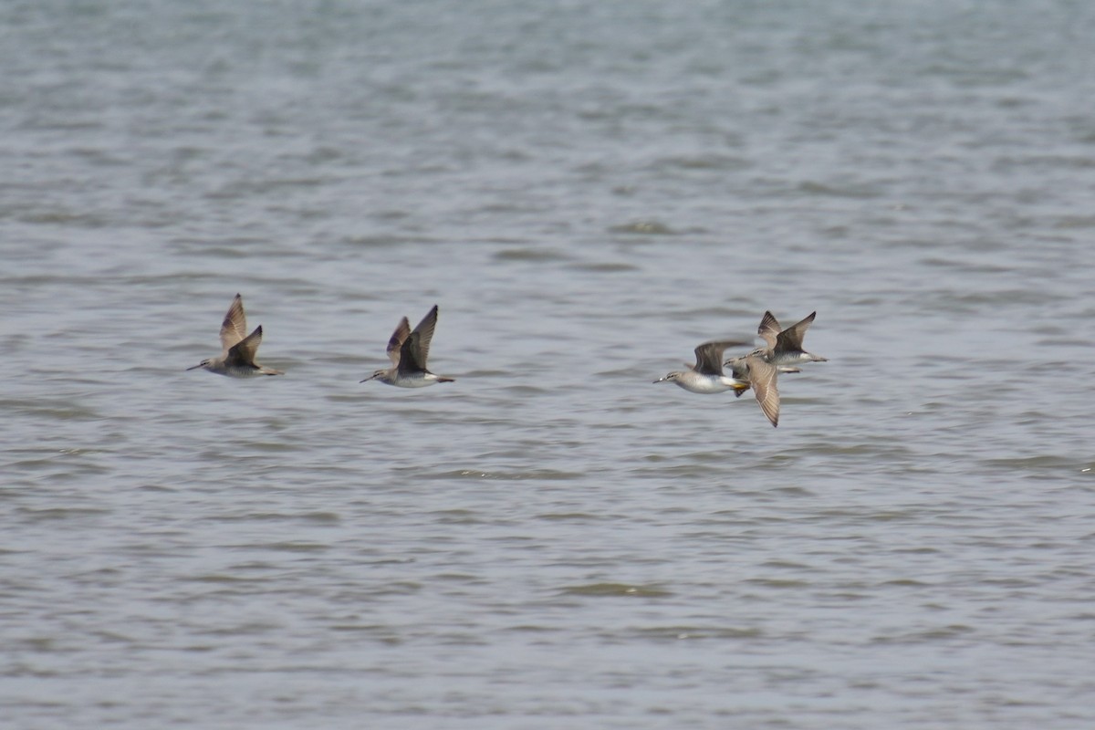 Gray-tailed Tattler - 吳 致謙