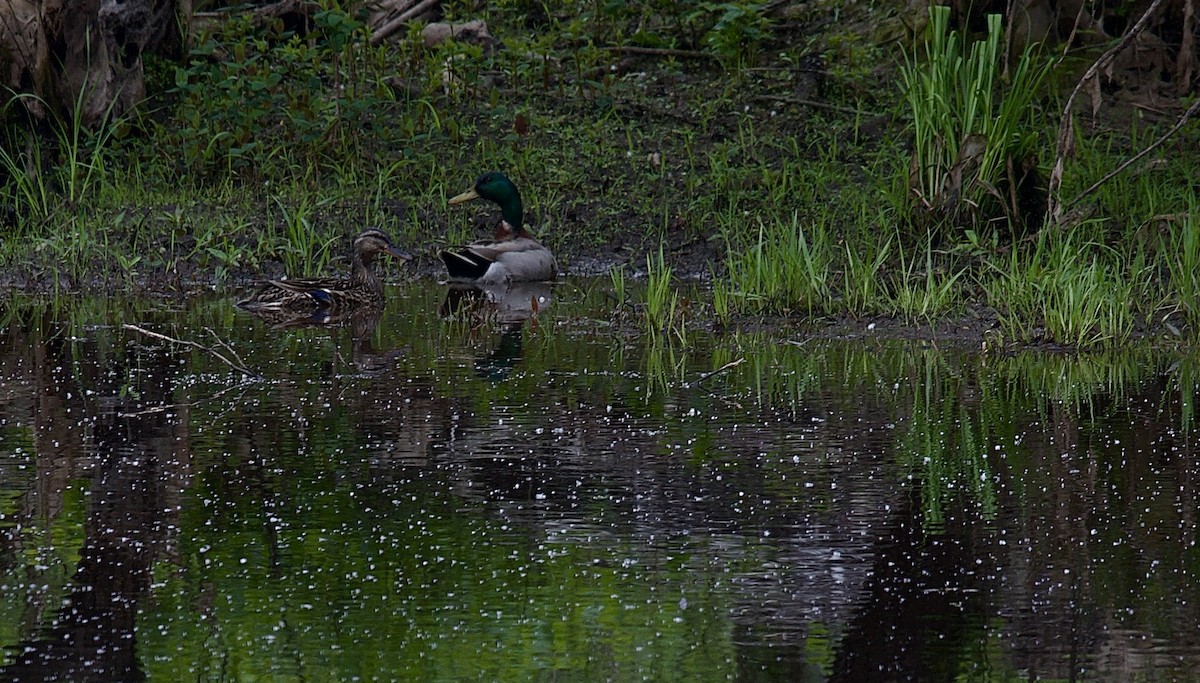 Canard colvert - ML619337768