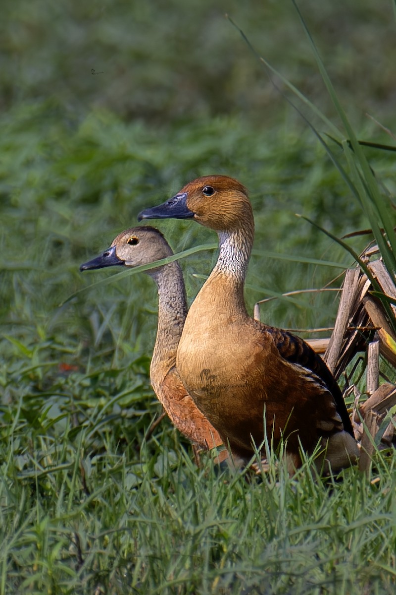 Fulvous Whistling-Duck - ML619337782