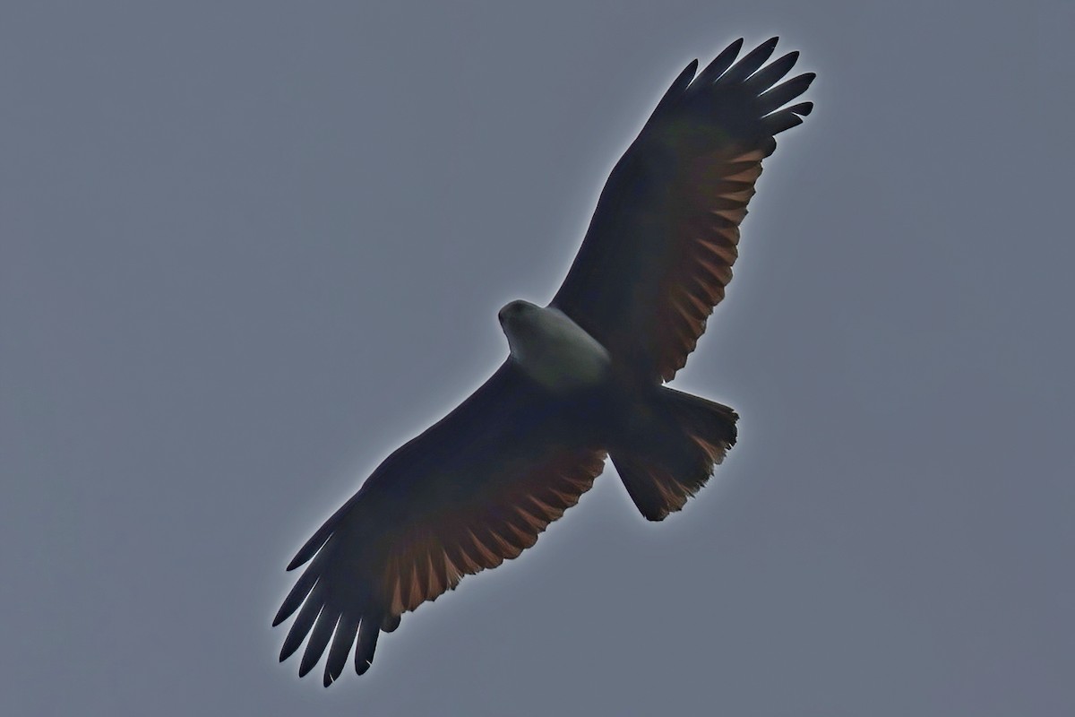 Brahminy Kite - Leonardo Rassu