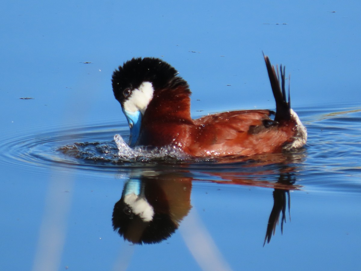 Ruddy Duck - Kara L