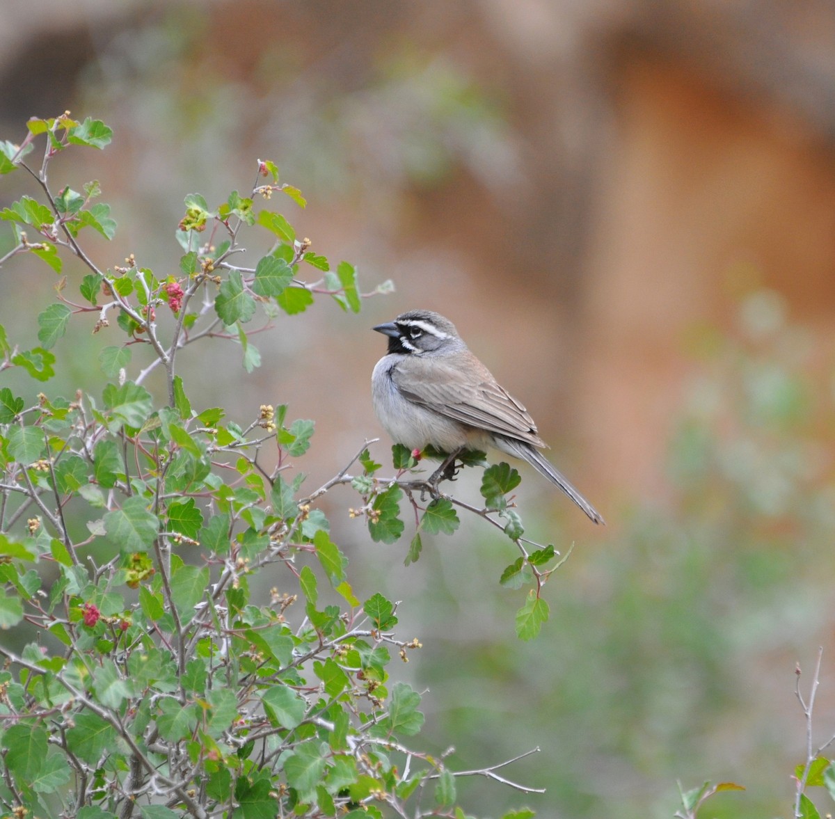Black-throated Sparrow - kye jenkins