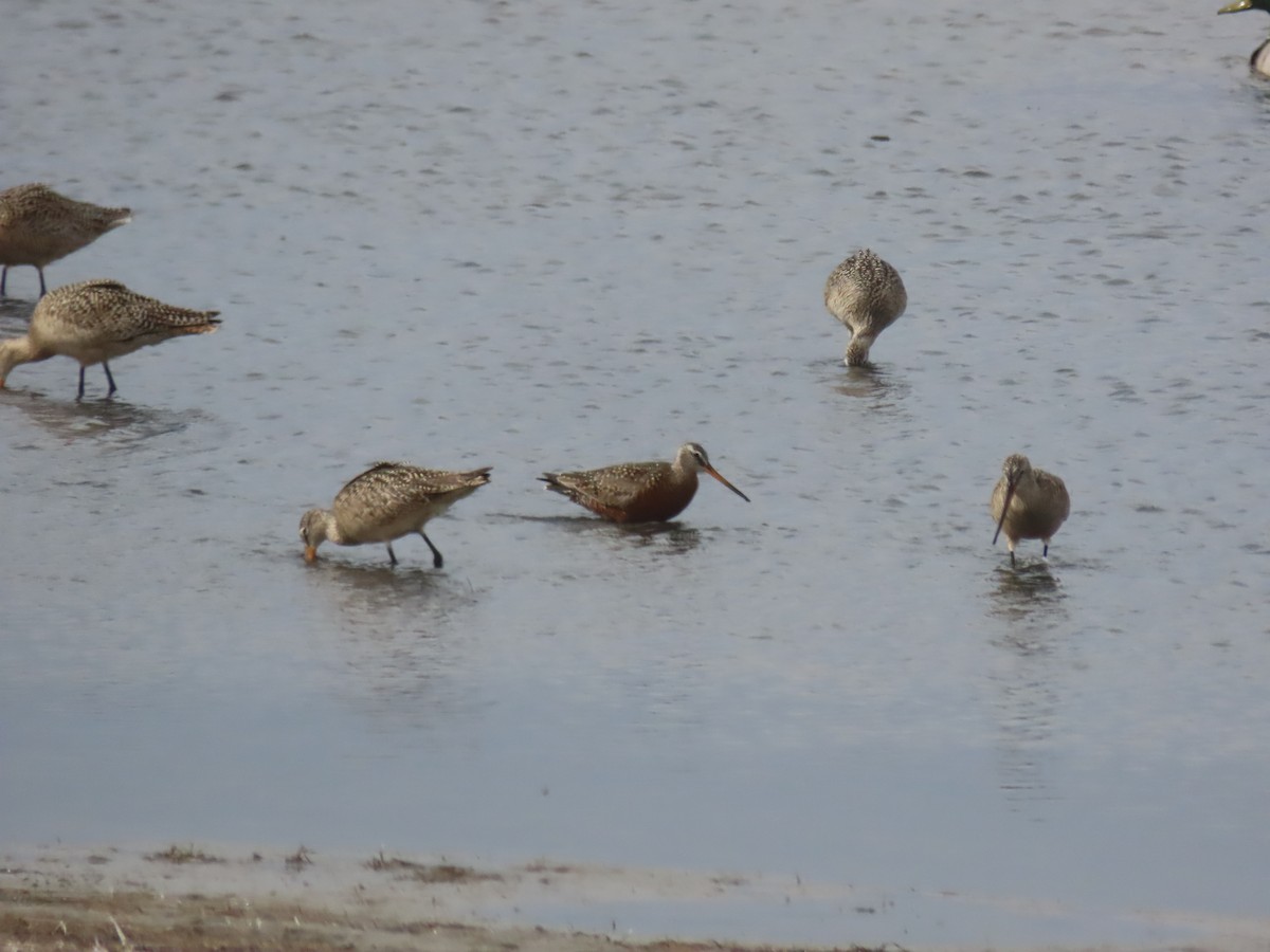 Hudsonian Godwit - ML619337830