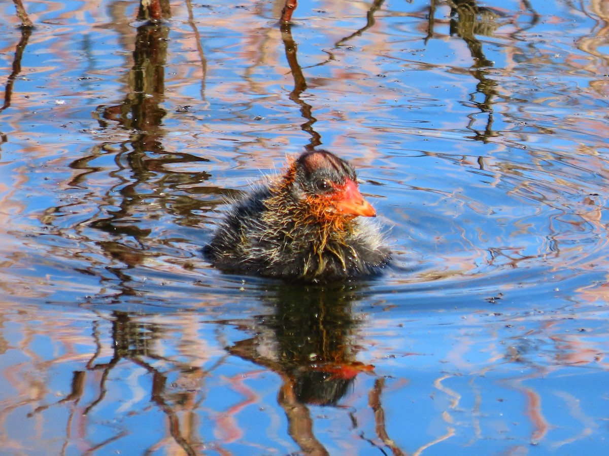 American Coot - Kara L