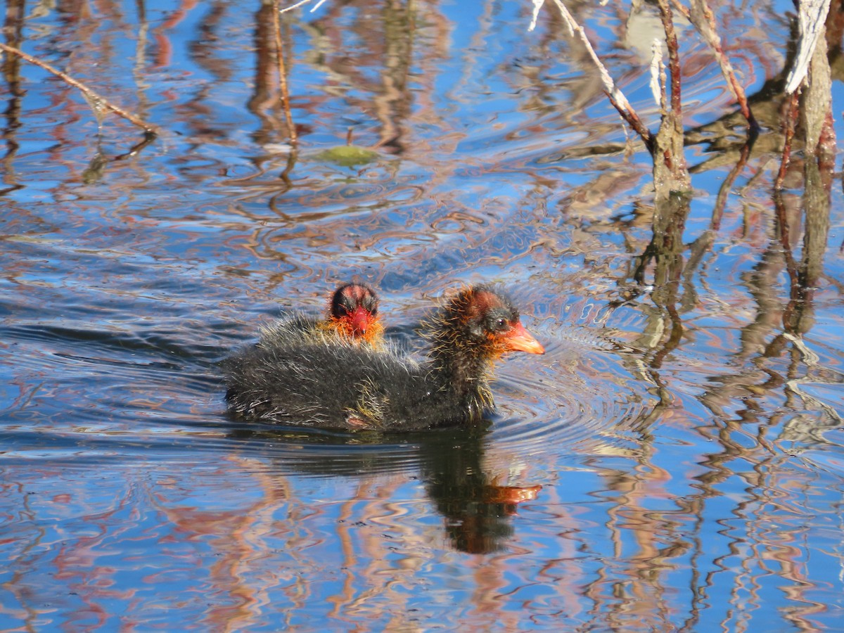 American Coot - Kara L