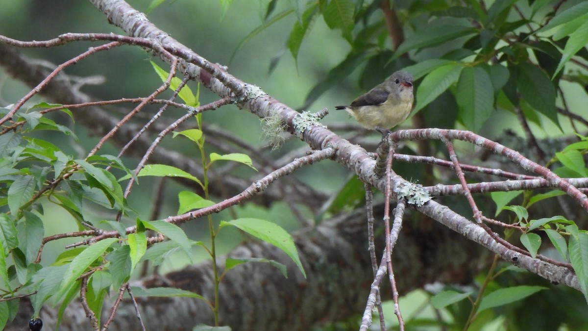 Fire-breasted Flowerpecker - ML619337848