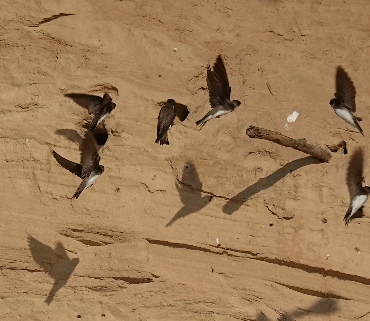 Bank Swallow - ML619337850