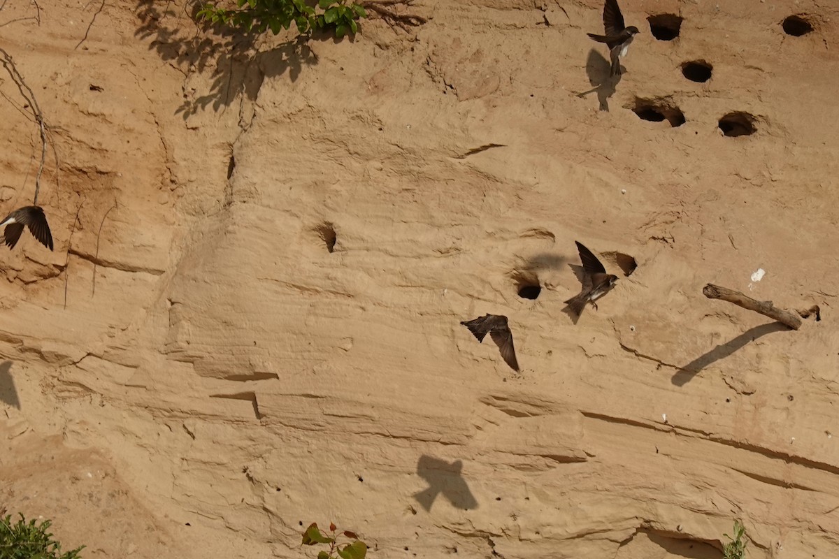 Bank Swallow - ML619337851