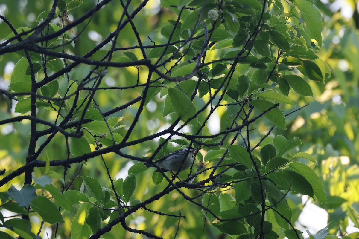 Blackpoll Warbler - ML619337853