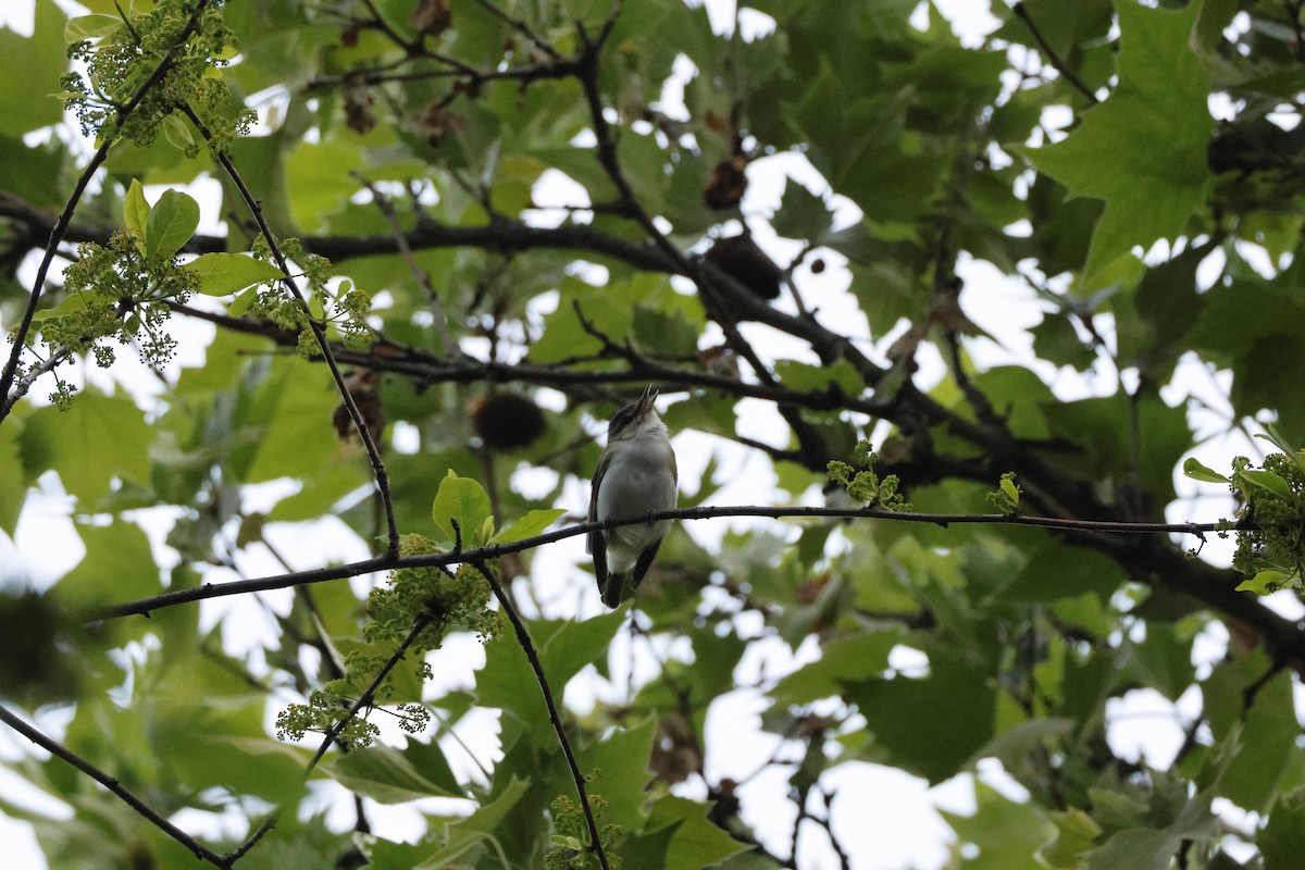 Red-eyed Vireo - ML619337856