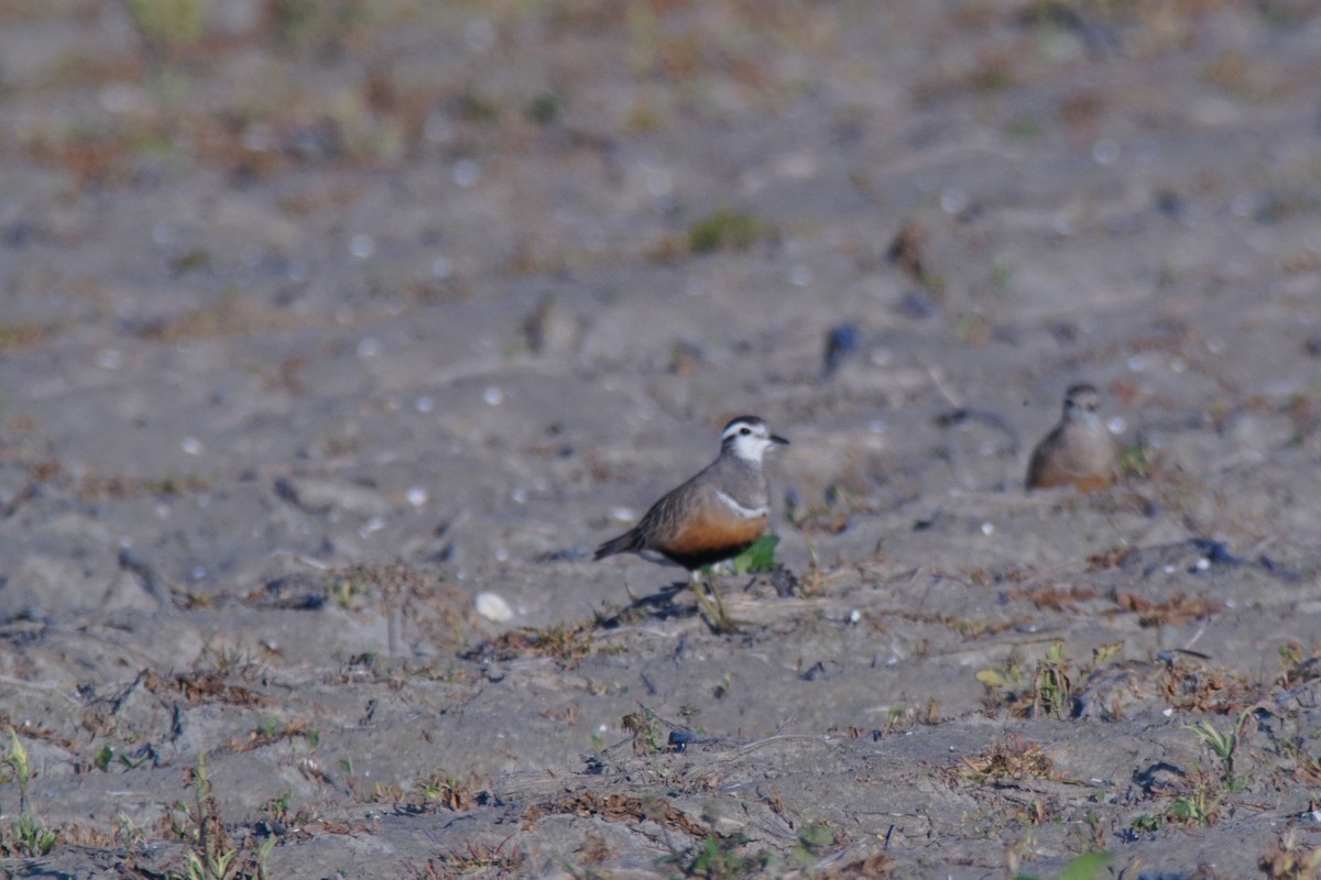 Eurasian Dotterel - Wesley Link