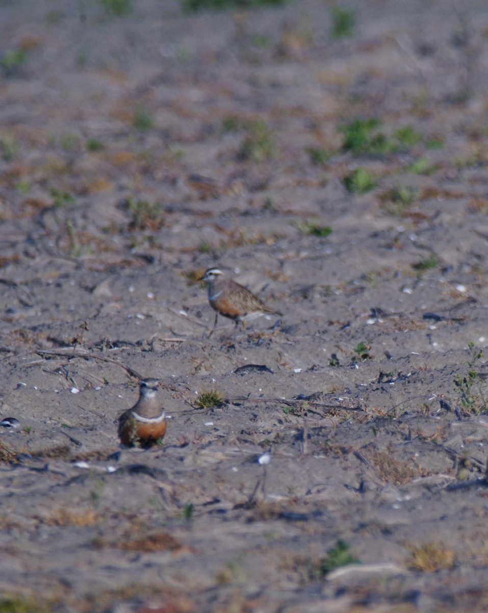 Eurasian Dotterel - Wesley Link