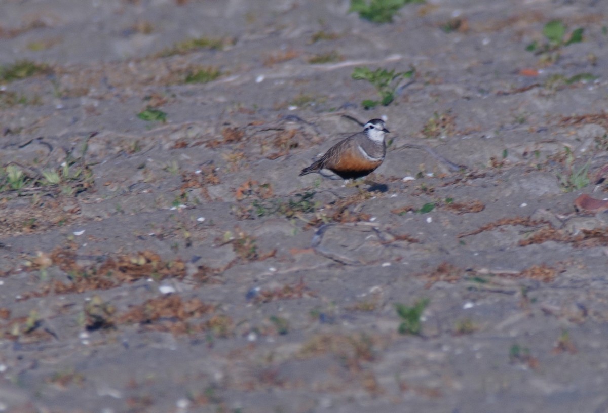 Eurasian Dotterel - Wesley Link