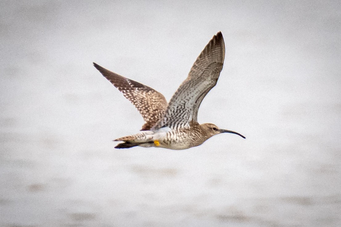 Whimbrel - Dr Himanshu Gupta