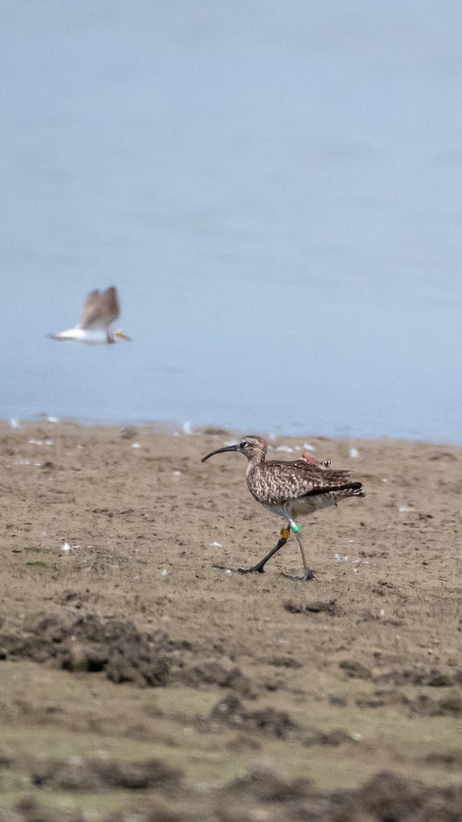 Whimbrel - Dr Himanshu Gupta