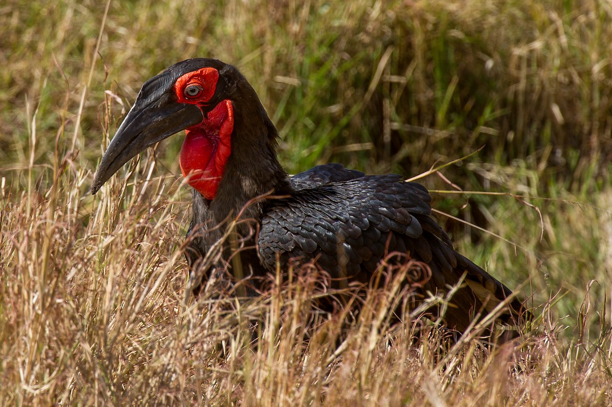 Southern Ground-Hornbill - Prashant Tewari