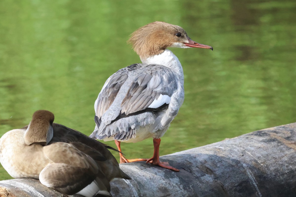 Common Merganser - ML619337911