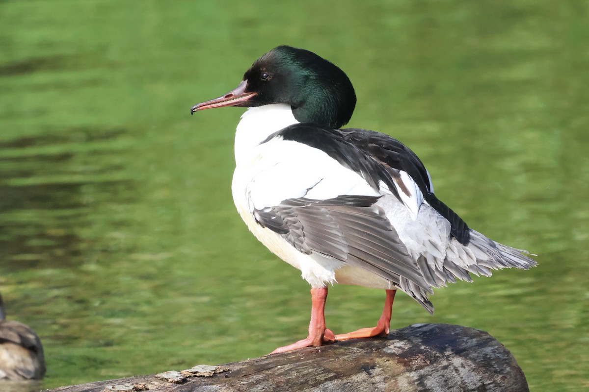 Common Merganser - ML619337915