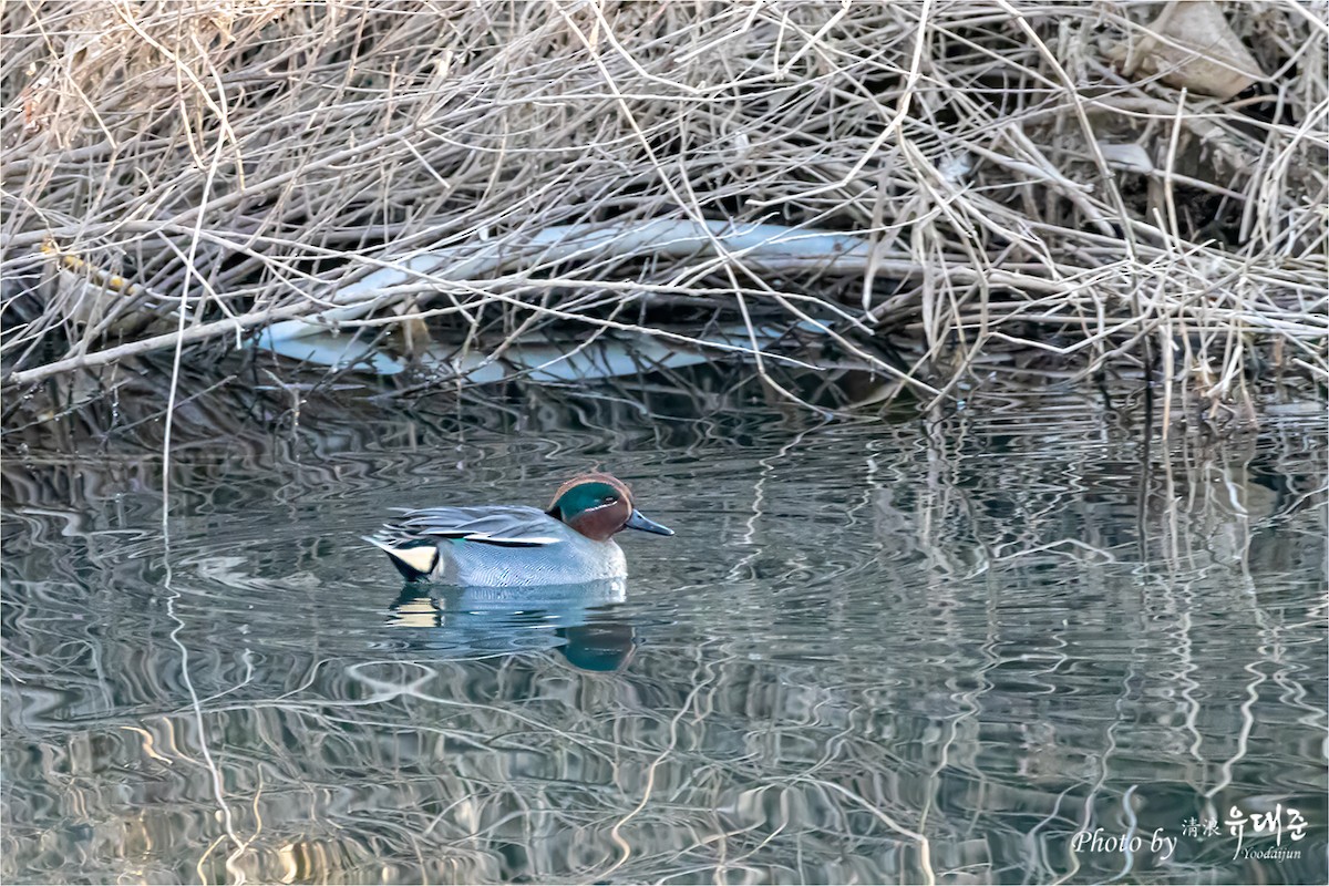 Green-winged Teal - ML619337916