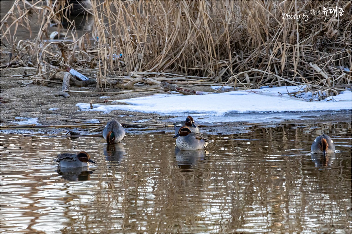 Green-winged Teal - ML619337917