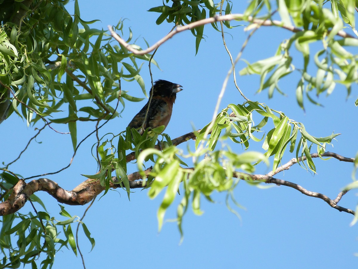 Black-headed Grosbeak - John  Kiseda