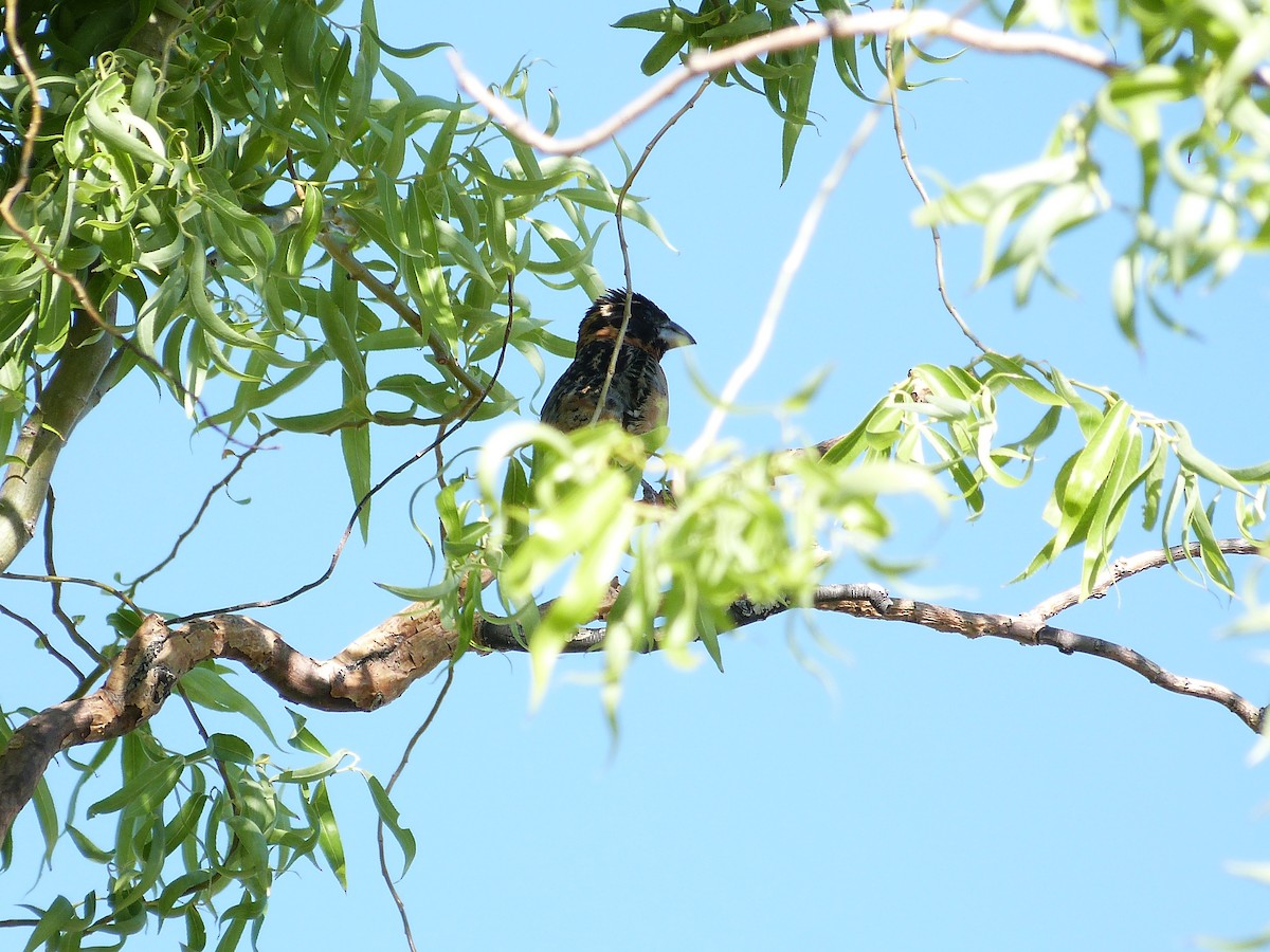 Black-headed Grosbeak - John  Kiseda