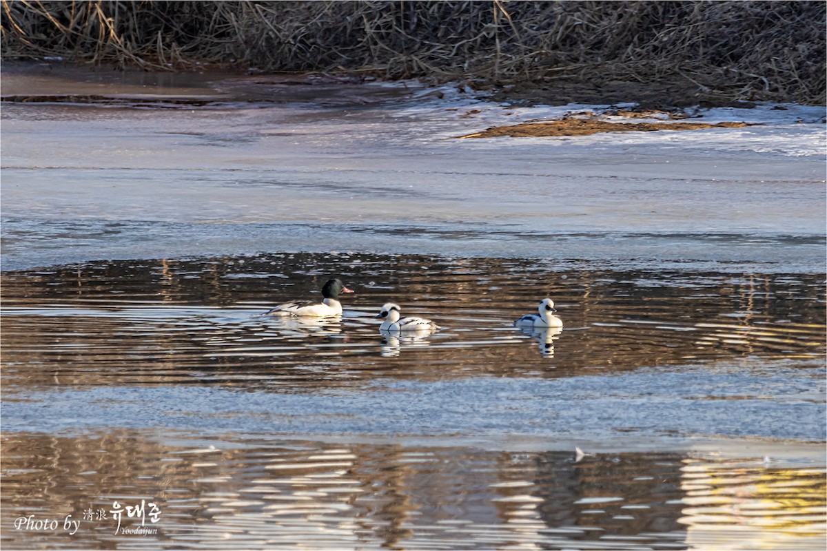 Smew - 대준 유