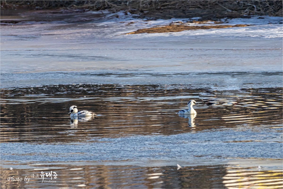 Smew - 대준 유