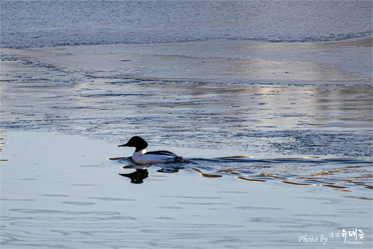 Common Merganser - 대준 유