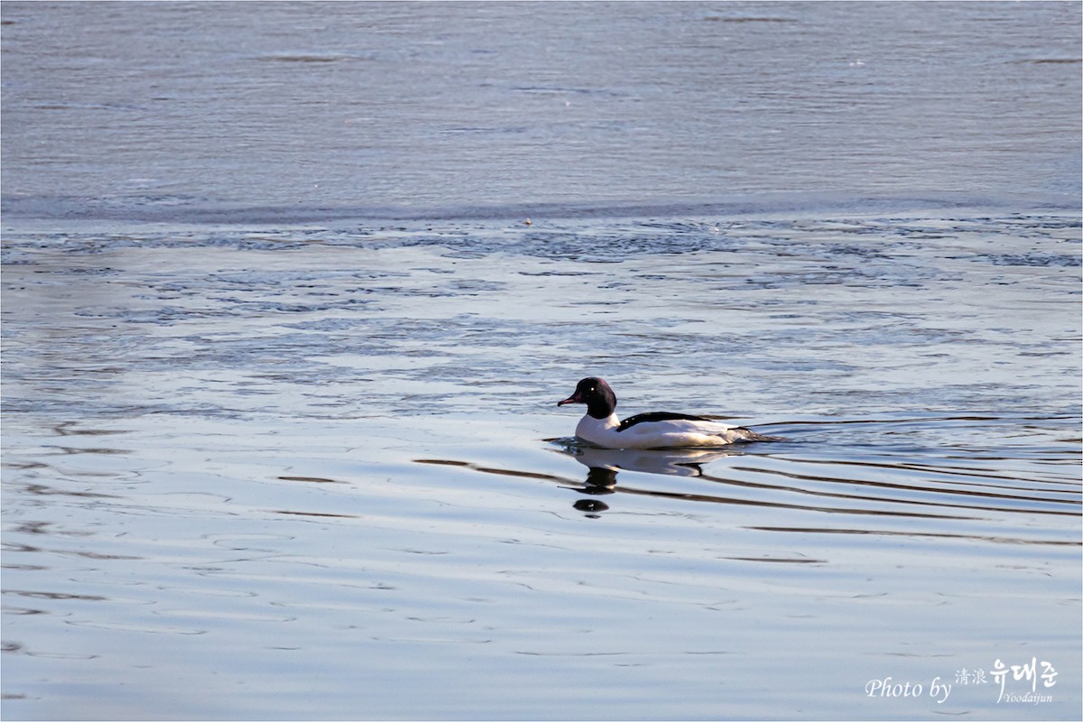 Common Merganser - 대준 유