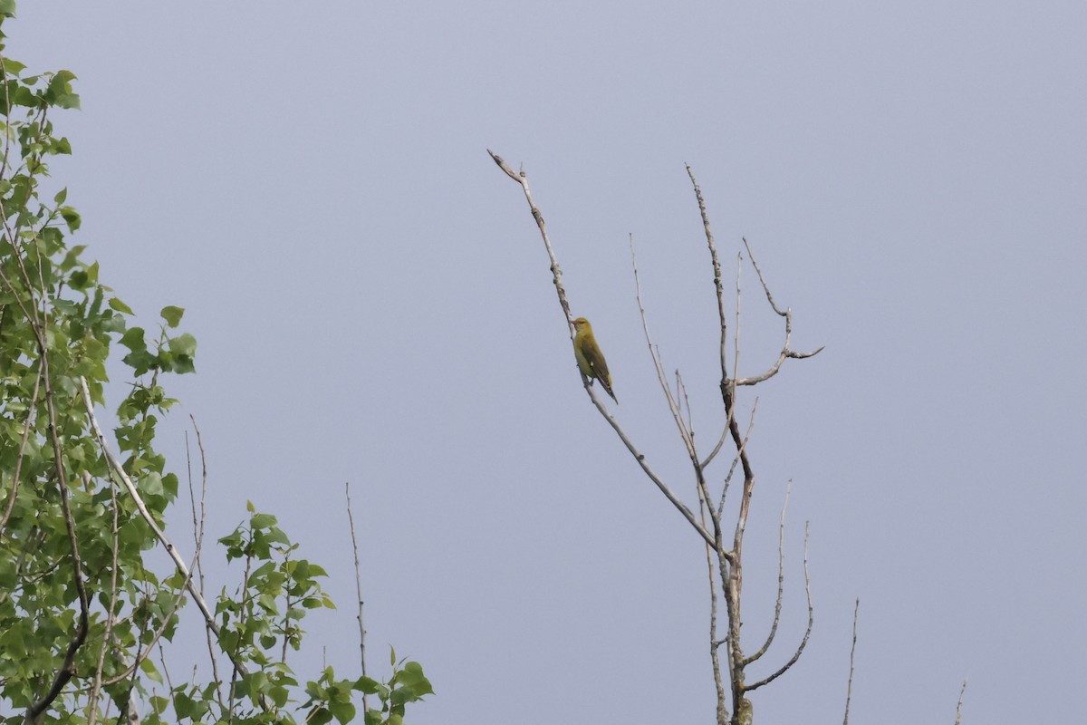 Eurasian Golden Oriole - ML619337936