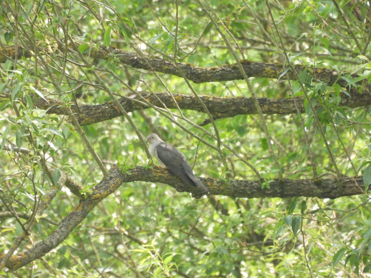 Common Cuckoo - Anja Kahl