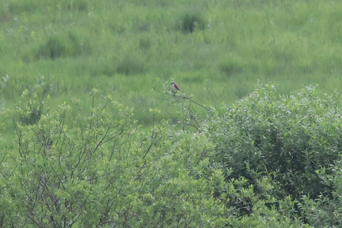Red-backed Shrike - ML619337941