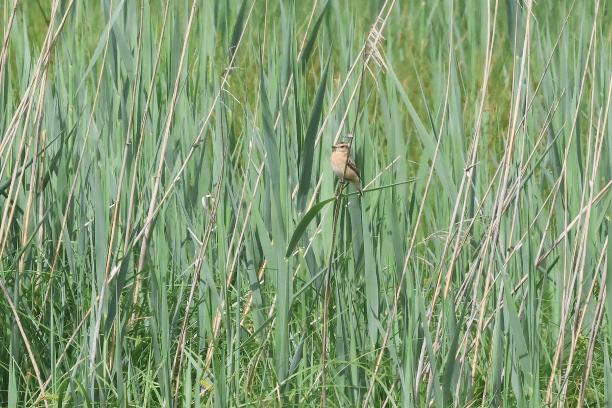 Whinchat - Mathias Leiser