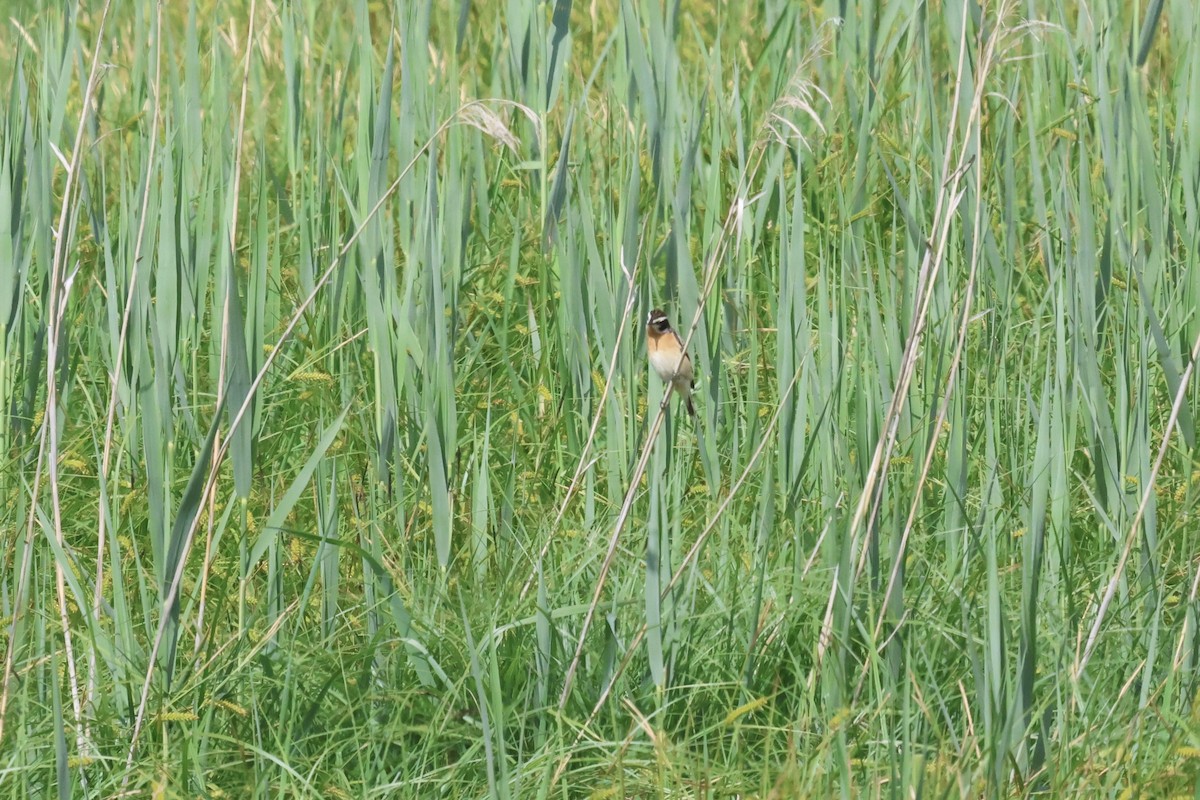 Whinchat - ML619337949