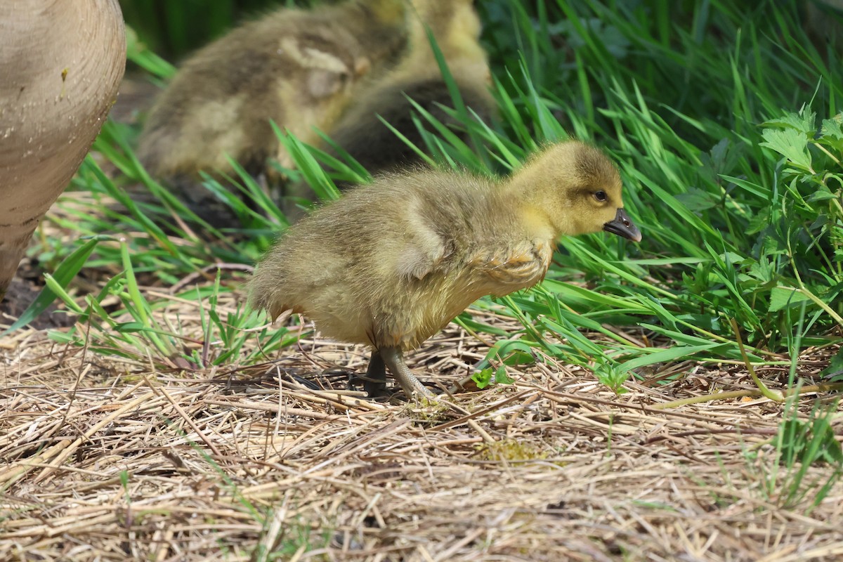 Graylag Goose - ML619337950