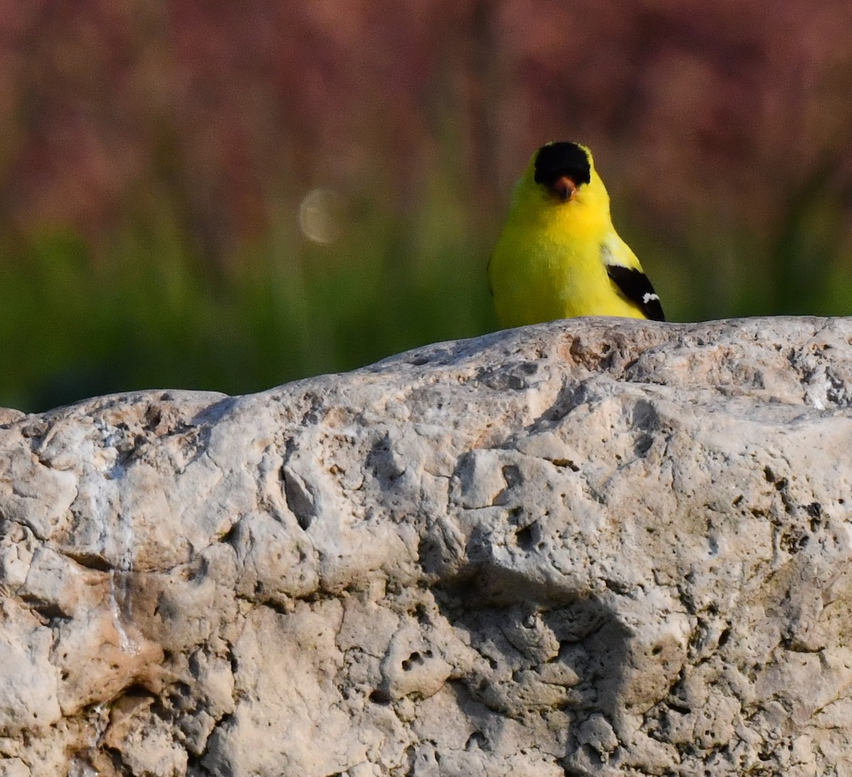 American Goldfinch - Kristen Cart