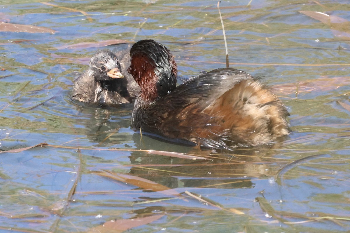 Little Grebe - ML619337963