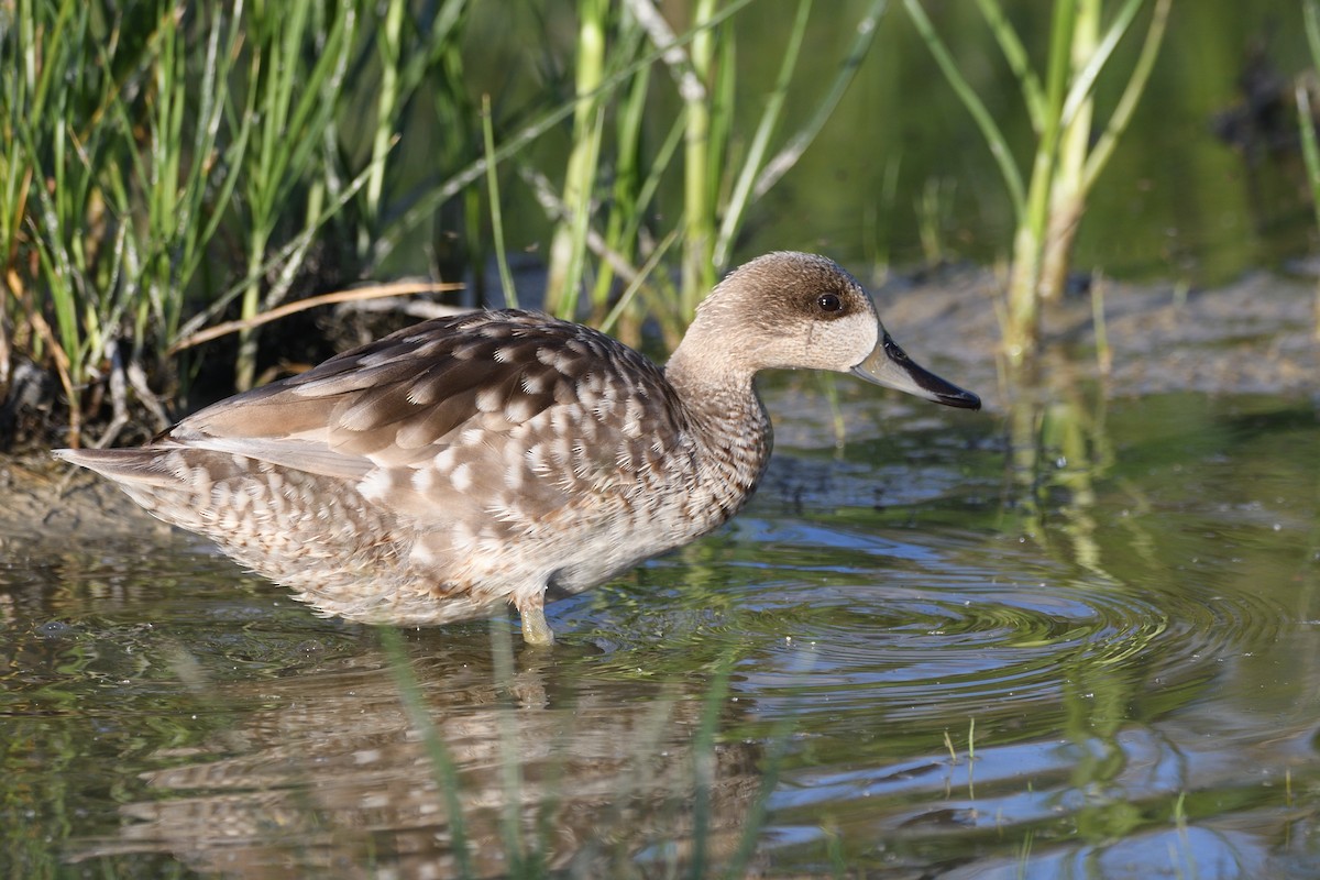 Marbled Duck - ML619337964