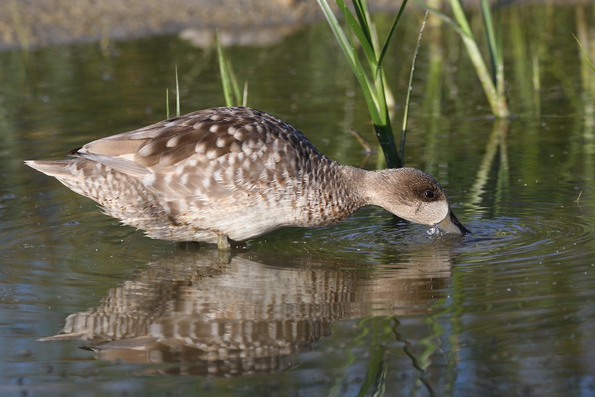 Marbled Duck - ML619337965